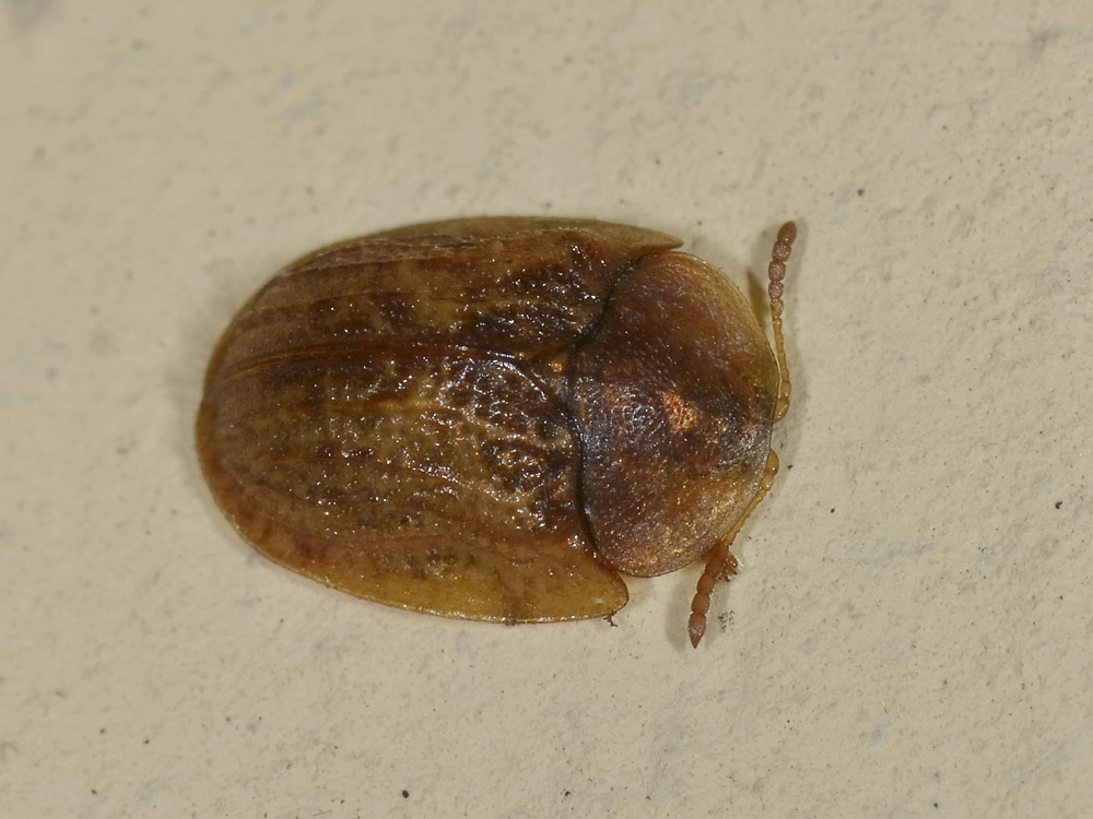 Hypocassida subferruginea